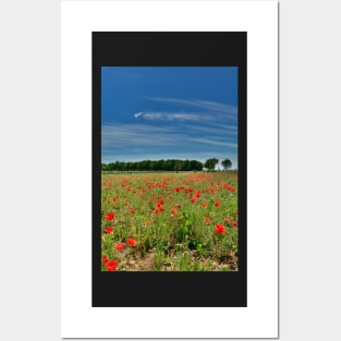 Poppy Field Near Cividale Posters and Art